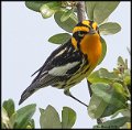 _0SB0996 blackburnian warbler